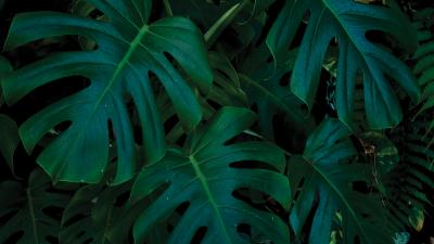 Monstera leaves